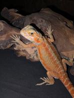 🔥genetica-topper🔥 uniek baardagaam-mannetje, Dieren en Toebehoren, Hagedis, Tam, 0 tot 2 jaar