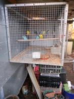 Grasparkieten, Dieren en Toebehoren, Ophalen