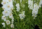 Verbascum Flusch of White, Ophalen