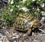 Landschildpadden harmani varoise, Dieren en Toebehoren, Schildpad, 3 tot 6 jaar