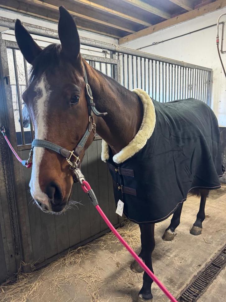 3,5j eldorado van de zeshoek ruin, Animaux & Accessoires, Chevaux, Hongre, Débourré, 160 à 165 cm, 3 à 6 ans, Cheval de saut, Avec pedigree