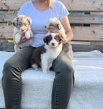 Prachtige border collie pups op zoek naar een gouden mandje, Dieren en Toebehoren, België, CDV (hondenziekte), 8 tot 15 weken