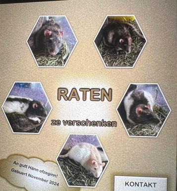 Rats beschikbaar voor biedingen