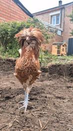 Jonge Padua Haan, Dieren en Toebehoren, Kip