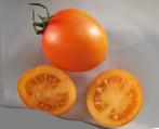 tomaat Jaune Flammée - 5 zaden, Tuin en Terras, Bloembollen en Zaden, Verzenden, Voorjaar, Volle zon, Zaad