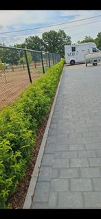 prunus lusitanica (portugese laurier), Tuin en Terras, Ophalen, Laurier