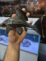 L190 Pleco Panaque nigrolineatus 18 cm, Dieren en Toebehoren, Vissen | Aquariumvissen, Vis