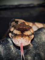 Ball python - dringend ander huisje, Dieren en Toebehoren, Slang