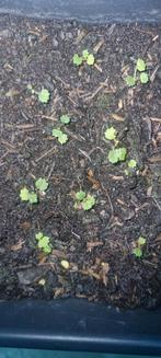 Plantules de fraises, Jardin & Terrasse, Enlèvement ou Envoi, Hiver
