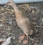 indische loopeend vrouwtje, Dieren en Toebehoren, Pluimvee, Vrouwelijk, Eend