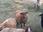 Ouessant schaapjes, Dieren en Toebehoren, Meerdere dieren, Schaap, 0 tot 2 jaar