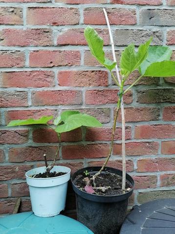 Figuier, Ophalen, Volle zon, In pot, Vijgenboom