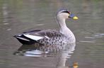 Sier watervogels, Dieren en Toebehoren, Meerdere dieren