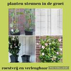 Planten in, om en tegen het huis ondersteunen plantensteunen, Enlèvement ou Envoi