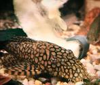 L089 wabenmunster, Dieren en Toebehoren, Vissen | Aquariumvissen, Zoetwatervis