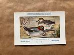 Vogels van België - Reeks 23, Ophalen of Verzenden, Ongelopen, Vogel