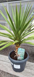 Cordyline Peko, Ophalen, Halfschaduw