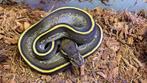 Butter stranger 66% het pied 50% het dg ball python, Dieren en Toebehoren, Slang, Tam, 0 tot 2 jaar