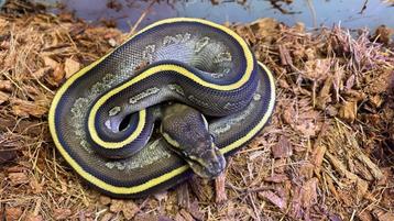 Butter stranger 66% het pied 50% het dg ball python beschikbaar voor biedingen