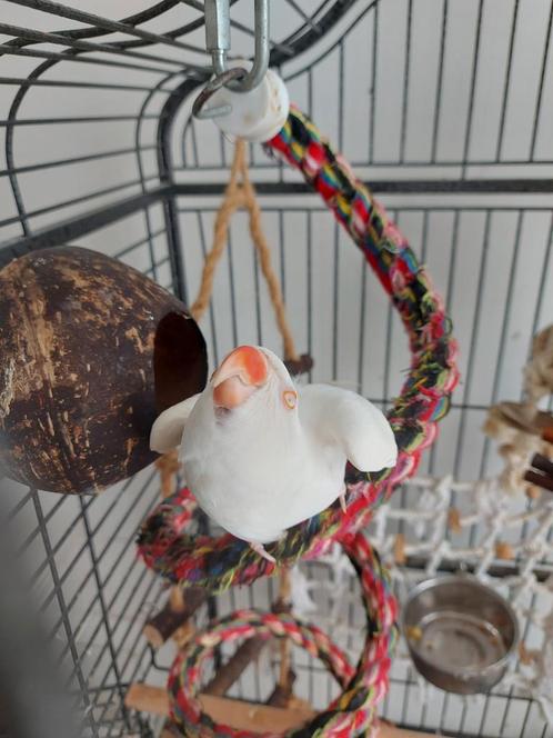 Albino Halsbandparkiet Vrouwtje, Animaux & Accessoires, Oiseaux | Perruches & Perroquets
