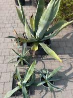Honderjarige agave (naam), Tuin en Terras, Ophalen