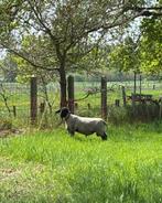 Suffolk ram, Dieren en Toebehoren, Mannelijk, Schaap, 0 tot 2 jaar