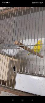 koppel grasparkieten van 2022, Parkiet