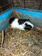 Driekleurig cavia zeugje, Dieren en Toebehoren, Knaagdieren, Vrouwelijk, Cavia, Tam