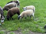 Bokje van februari bleu du Maine / baggerbonte, Dieren en Toebehoren