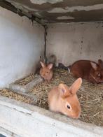 Fauve de Bourgogne, Dieren en Toebehoren, Konijnen
