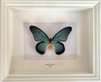 Véritable papillon Zalmoxis Afrique naturalisé sous cadre, Collections, Collections Animaux, Insecte, Animal empaillé, Enlèvement ou Envoi