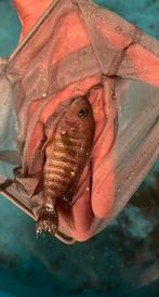 Cichliden, Dieren en Toebehoren, Overige soorten