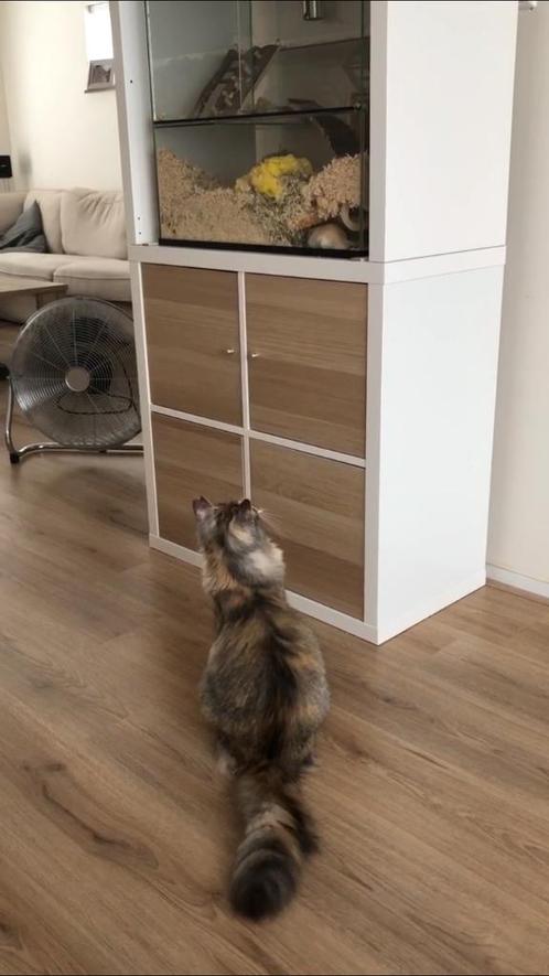 Glazen Gerbilarium met Sterke Deksel – Houdt Katten Buiten, Dieren en Toebehoren, Knaagdieren en Konijnen | Hokken en Kooien, Nieuw