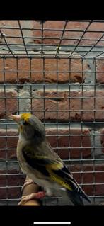 Vogels, Animaux & Accessoires