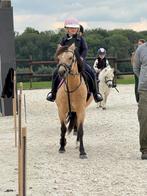 Bijrijder - halve stal B Welsh pony, Merrie, B, Gechipt, C pony (1.27m tot 1.37m)