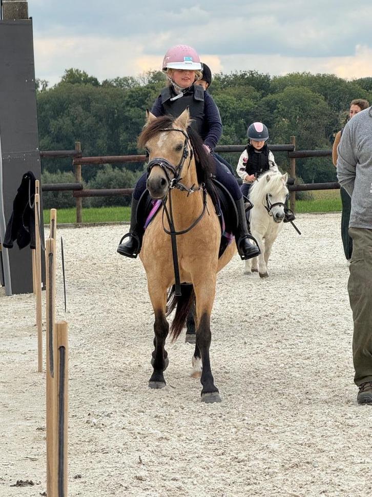 Bijrijder - halve stal B Welsh pony, Dieren en Toebehoren, Pony's, Merrie, B, C pony (1.27m tot 1.37m), Recreatiepony, 11 jaar of ouder
