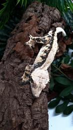 Wimpergekko man RTB, Dieren en Toebehoren