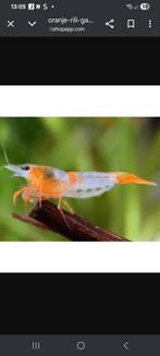 Orange-rili garnalen, mooie garnaaltjes zuiver ras.