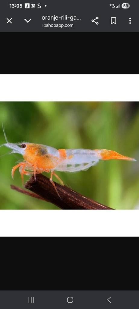 Orange-rili garnalen, mooie garnaaltjes zuiver ras., Dieren en Toebehoren, Vissen | Aquariumvissen