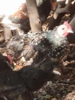 Gek haantje, Dieren en Toebehoren, Pluimvee, Mannelijk, Kip