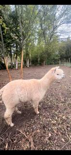 Alpaca hengst, Dieren en Toebehoren