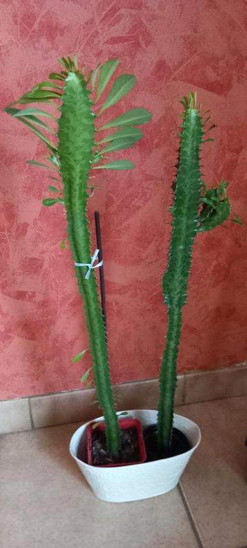 Euphorbia Trigona - Afrikaanse melkboom Cactus beschikbaar voor biedingen