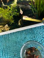 Wit algen 4,5 centymetrów, Dieren en Toebehoren, Vissen | Aquariumvissen, Vis, Zoetwatervis