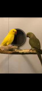 Afrikaanse halsband parkietjes, Dieren en Toebehoren, Meerdere dieren, Geringd