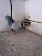 duiven, Dieren en Toebehoren, Vogels | Duiven, Meerdere dieren, Postduif