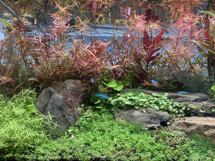 ADA 45P aquarium, Dieren en Toebehoren, Overige Dieren-accessoires, Gebruikt, Ophalen