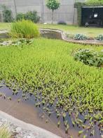 Zuurstof planten, Tuin en Terras, Ophalen