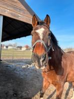 Aangeboden: weidemaatje, Dieren en Toebehoren, Paarden, Ruin, 165 tot 170 cm, 11 jaar of ouder