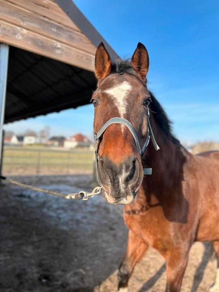 Aangeboden: weidemaatje, Dieren en Toebehoren, Paarden, Ruin, 165 tot 170 cm, 11 jaar of ouder