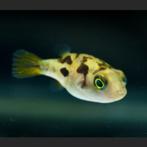 Hobbyaquarium Carinotetraodon travancoricus – Dwergkogelvis, Vis, Zoetwatervis, Schoolvis